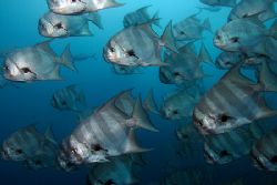 School of spadefish. Canon 350d with ikelite strobe. by Tyania Diffin 